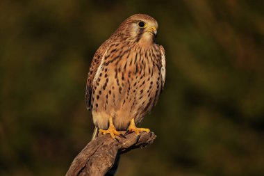 Hembra de cernicalo kaba posando