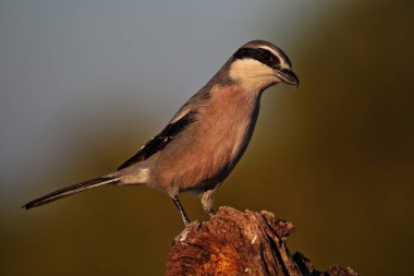 Retrato de alcaudon gerçekten