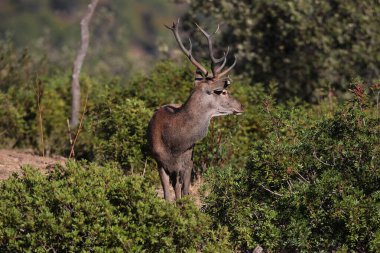 Maço de ciervo europeo