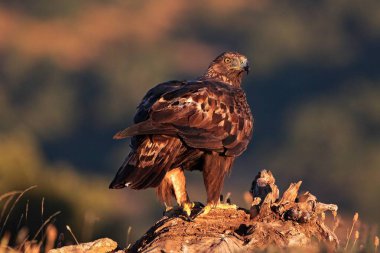 Aguila gerçek bir adam.