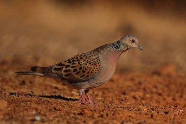 Tortola europea en la pradera