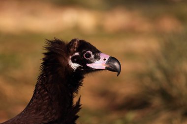 Retrato de buitre zenci