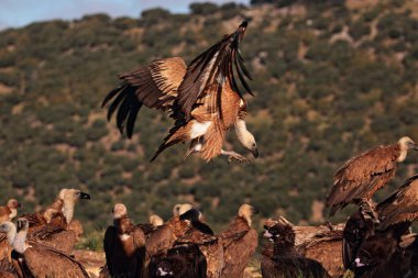 Llegada de buitre Leonado