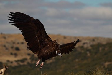 Planeo del buitre zenci