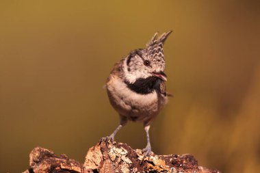 Posado de herrerillo capuchino