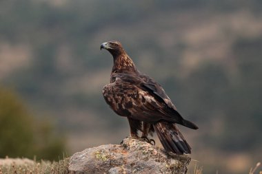 Maço de aguila gerçek