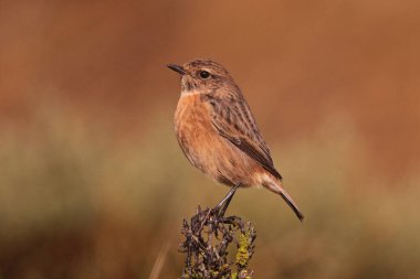 Tarabilla comn hembra posando
