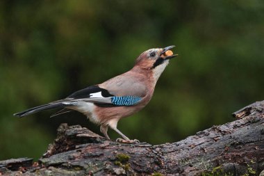 Arrendajo disfrutando del almuerzo