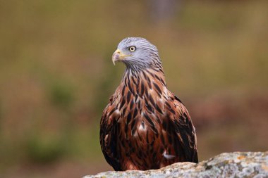Retrato de Milano gerçek.