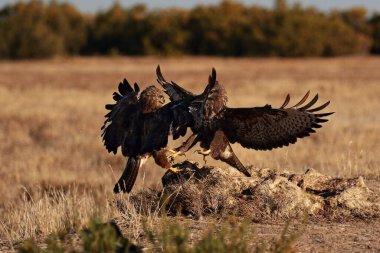 La Mancha 'ya sık sık akbaba inişi