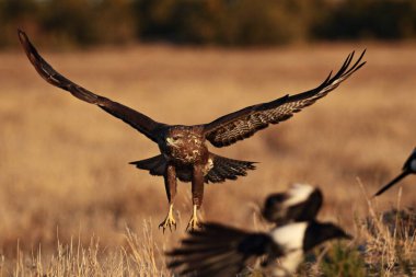 La Mancha 'ya sık sık akbaba inişi