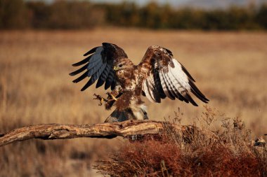 La Mancha 'ya sık sık akbaba inişi