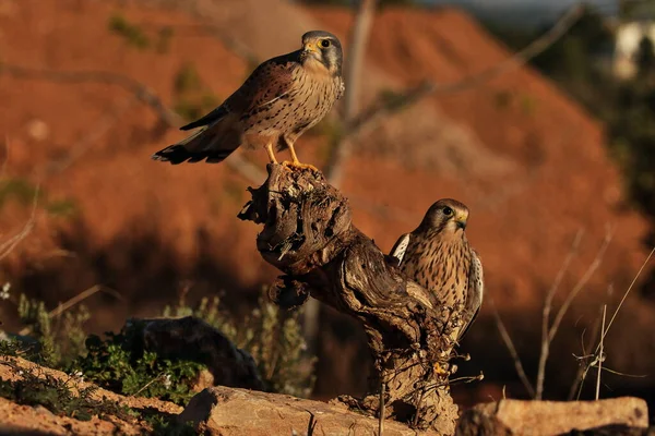 Pareja Cernicalo Vulgair — Stockfoto