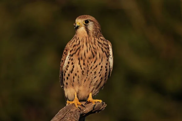 Maço de cernicalo kaba posando