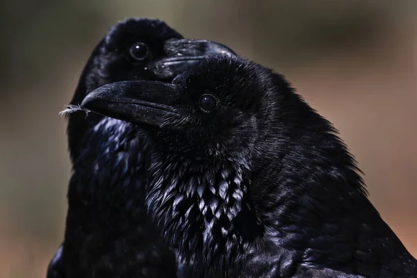 Pareja Feljas Charca — стоковое фото