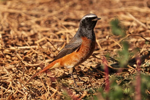 Macho Colirrojo Real — Fotografia de Stock