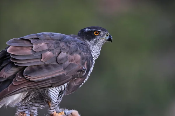 Retrato de azor al amanecer