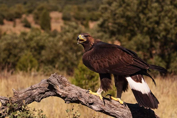 Juvenil Aguila Real — стоковое фото