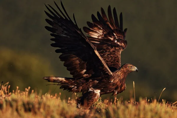 Juvenil Aguila Real — стоковое фото