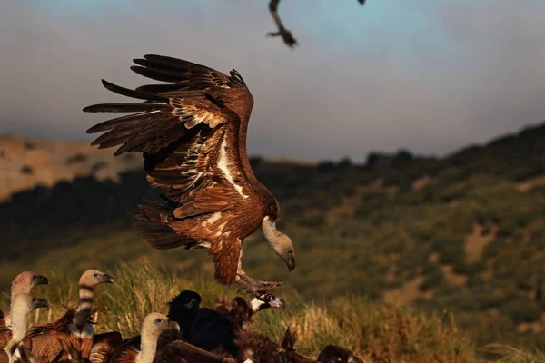 Aterrizaje Buitre Leonado — Stockfoto