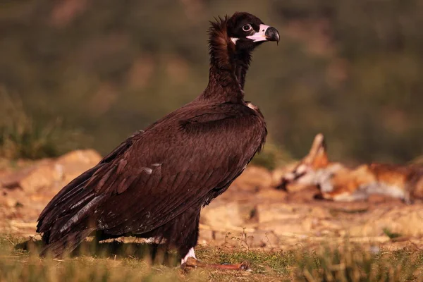 Posado de buitre zencisi