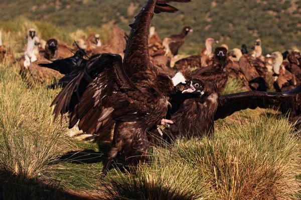 Pelea de buitres al amanecer