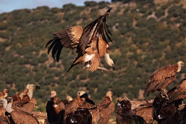 Llegada Buitre Leonado — Stockfoto