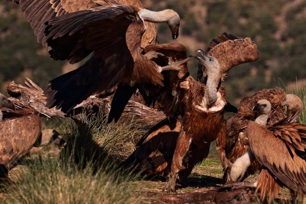 Pelea Entre Buitres Por Comida — Stock Photo, Image