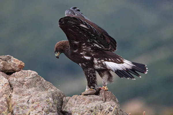 Inmaduro Aguila Real — Stockfoto