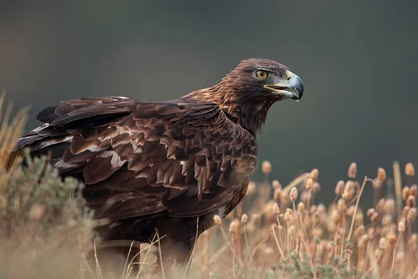 Retrato Aguila Real — Stockfoto