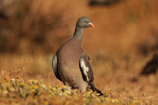 Paloma Torcaz Pradera — Stock Photo, Image