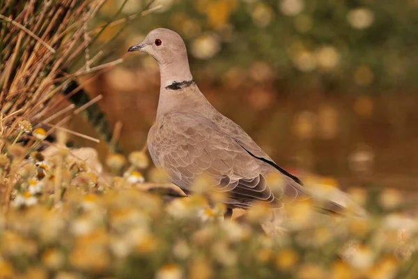 Tortola Turca Pradera — Stok fotoğraf