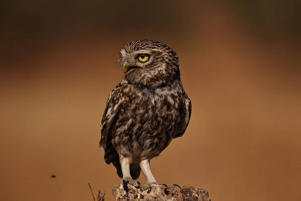 Retrato Mochuelo Europeo — Stockfoto