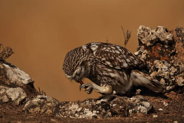 Mochuelo Europeo Tomando Aperitivo — Stockfoto