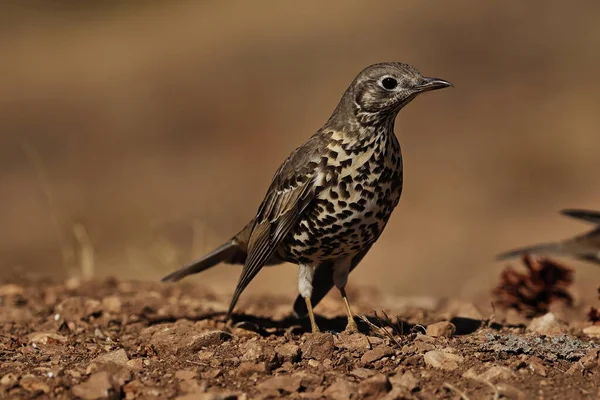 Posado de Zorzal charlo