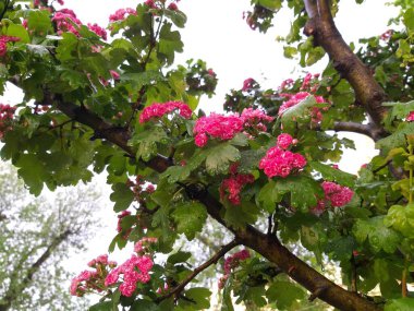 Bahar mor çiçeği ağaçta