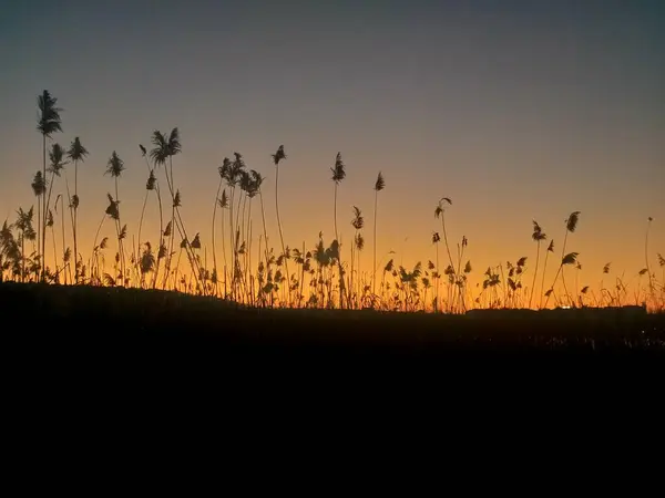 Plantas Puesta Del Sol Sol Luz —  Fotos de Stock