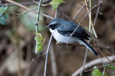 Erkek Gri Bushchat Sattal, Hindistan 'da Muscicapidae familyasından gelip geçen bir kuş.