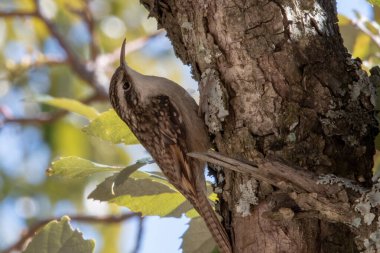 Certhiidae familyasından bir kuş türü olan Certhiidae (Certhia himalayana), Hindistan 'ın Sattal kentinde fotoğraflanmıştır.