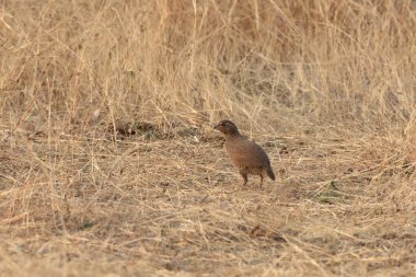 Bhigwan, Maharashtra, Hindistan 'ın çalılıklarında bir Kaya Bush bıldırcın Perdicula argoondah yiyecek ve kuru otlarla kaynaşıyor..