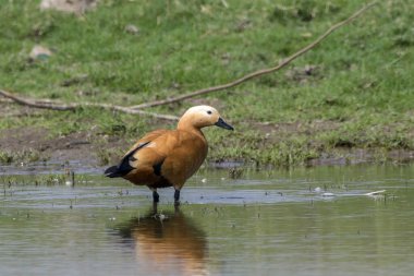 Hindistan, Maharashtra, Bhigwan 'da sığ sularda yüzen bir Ruddy Shelduck Tadorna ferruginea, yüzeye parlak turuncu-kahverengi tüylerini yansıtır..