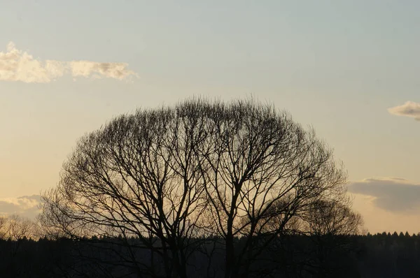 Árvore Sem Folhas Coroa Outono Por Sol — Fotografia de Stock