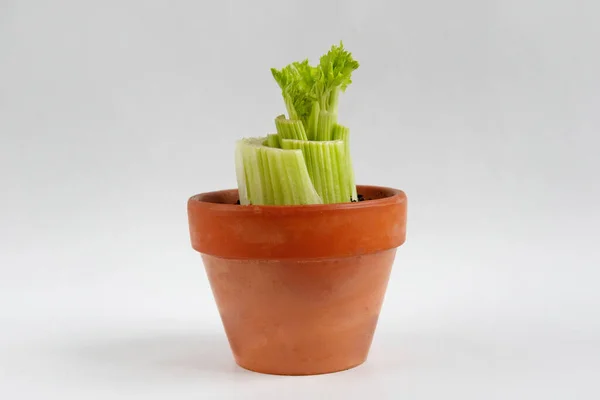 Sprout Celery Pot Sample — Stock Photo, Image