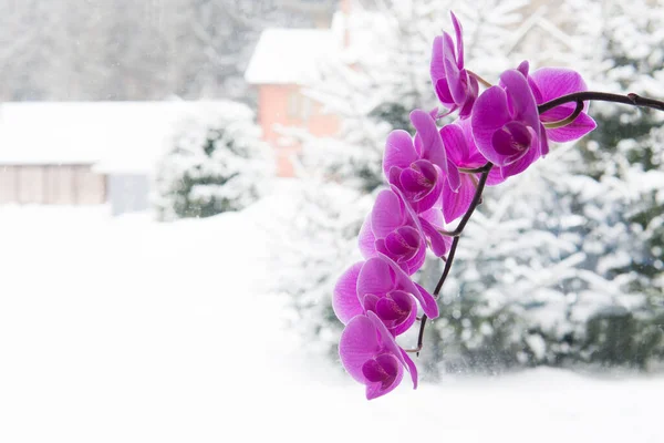 Una Orquídea Púrpura Delante Ventana Brillante Fotografió Agaist Luz —  Fotos de Stock