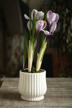 Pencerenin arka planında bir buket mor krokoz var. Pencere kenarındaki tencerede ev yapımı çiçekler. Parlak turuncu kalpleri olan beyaz bahar timsahları..                                         