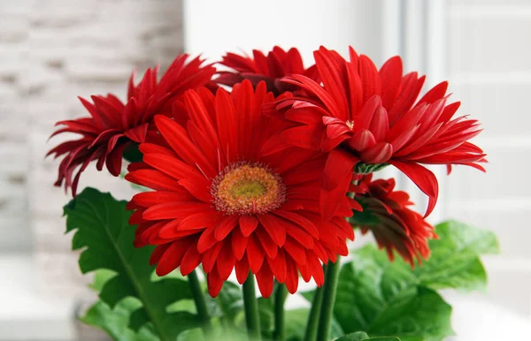 Pencere kenarında bir kap kırmızı gerbera.                               