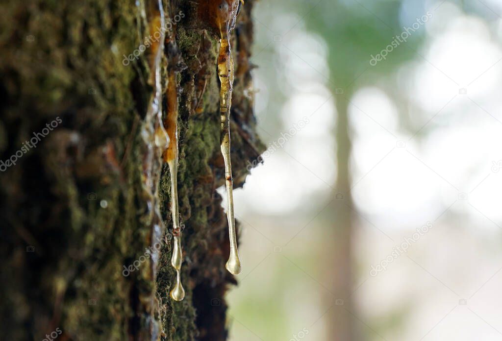 Tree Sap Liquid That Comes Out from Tree                               