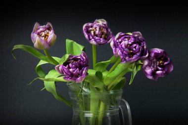 purple variegated flowers in a vase on a black background close-up                                clipart