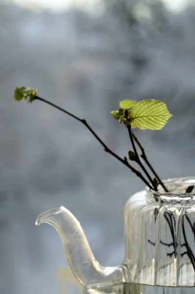 a twig with the first spring leaf on the window spring is coming