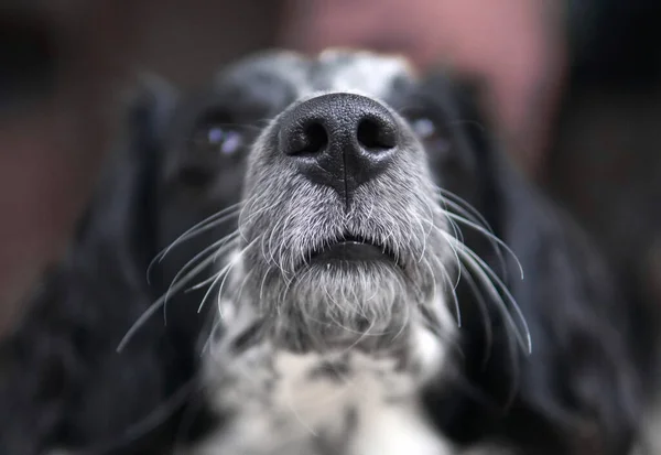 black dog nose close up